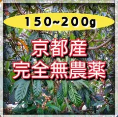 京都産無農薬　樹齢約５０年　自然豊かな環境で育ったビワの葉200g以上　肉厚新鮮のサムネイル
