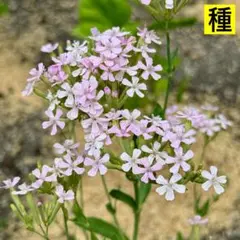 2025年最新】ムシトリナデシコ 白の人気アイテム - メルカリ