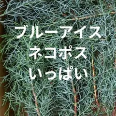 ブルーアイス　コニファー　ヒノキ科の常緑樹　枝　リース材料