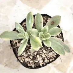 2025年最新】ミニベル錦の人気アイテム - メルカリ