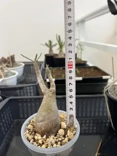 最終値下げ】パキポディウム グラキリス qutoten鉢込み - メルカリ