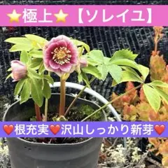 2025年最新】ソレイユ クリスマスローズの人気アイテム - メルカリ