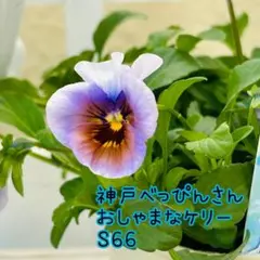パールさま専用　Ｓ６６♥神戸べっぴんさん　おしゃまなケリー♥超超大人気♥花苗