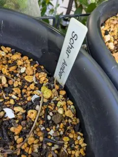 イチジク　アゾレスダーク　シャーアンバー　ロングネック　他　挿木　苗 イチジク アゾレスダーク シャーアンバー ロングネック 他 挿木