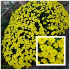 くれおぱとら❤様 リクエスト 2点 まとめ商品