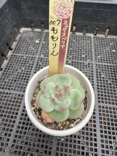 2026年最新】多肉植物おらいさん苗札付きの人気アイテム - メルカリ