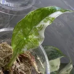 アロカシア マハラニ アルボバリエガータ - メルカリ