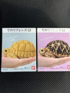 2025年最新】ホシガメの人気アイテム - メルカリ