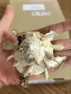 セブチリメンクマサカガイ　蓋付　巻貝　貝殻のサムネイル