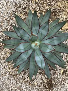 2025年最新】アガベ ブルーグローの人気アイテム - メルカリ