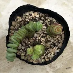 i 多肉植物 クラッスラ ☆小米星☆ 抜き苗 星シリーズ メルカリ便