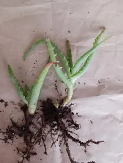 キダチアロエ 抜き苗 5株セット 多肉植物 無農薬 アロエ - メルカリ