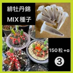 【種子❸】 ギムノカリキウム ミハノビッチ 緋牡丹錦 種子 150粒+aのサムネイル