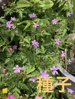 根付き♪オギザリス、ムラサキカタバミ苗♪ピンクのお花♪球根グランド