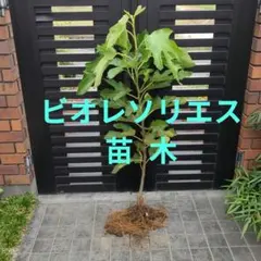 markun様 リクエスト 2点 まとめ商品