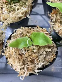 Kat Hos様専用　ビカクシダ　デラロッチャ