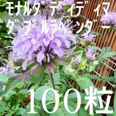 【数量限定】 ベルガモット モナルダ ダブル ラベンダー ピンク 100粒