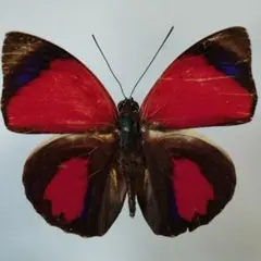 h*o様 アグリアス・クラウディナ・サルダナパルス f,belsazar 蝶標本 蝶標本】クラウディナサルダナパルス アグリアス ミイロタテハ