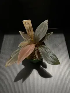 Homalomena hyb.011【RNG2507-f1】 - メルカリ