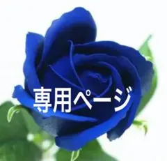 ドン孤Shop　❁ご縁に感謝❁様 リクエスト 2点 まとめ商品