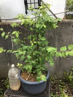 ナツハゼ７０センチのサムネイル