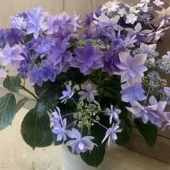 ☆サカモト園芸☆シャルムとモンテの2色植え☆5号鉢☆ - メルカリ