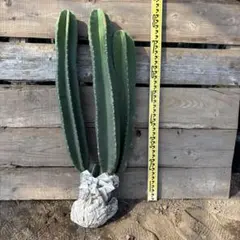 超希少❗️ ロストラータ　4ヘッド　 葉の展開スタートしました♪ 2026年最新】ロストラータ ヘッドの人気アイテム - メルカリ