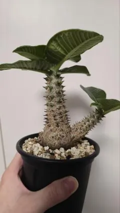 2026年最新】ウィンゾリー 実生の人気アイテム - メルカリ