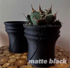 早い者勝ち！国内実生ウィンゾリーと3Dプリンター鉢付き！メルカリ便込み！ 大特価！国内実生ウィンゾリーと3Dプリンター鉢付き！メルカリ便