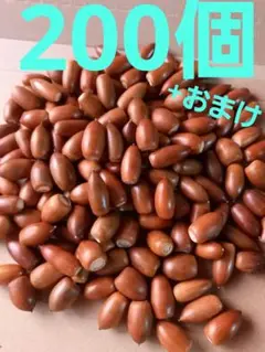 どんぐり　マテバシイ　200個+おまけ