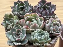 2026年最新】多肉 月影の宵の人気アイテム - メルカリ