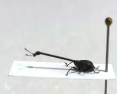 希少】ホロメタリクス チリクワガタ 標本 コガシラクワガタ セット