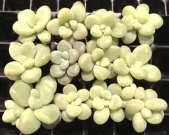 ひびき様 リクエスト 2点 まとめ商品