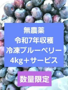 茜書房の冷凍ブルーベリー 4kg 無農薬無選別 - メルカリ