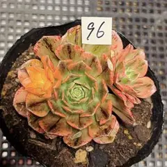 91#観葉植物アエオニウム錦❤️ピンクウィッチ錦❤️2大頭14cm 拔き苗