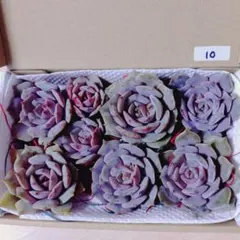 10.多肉植物　エケベリア　紫姫　カット苗詰め合わせ