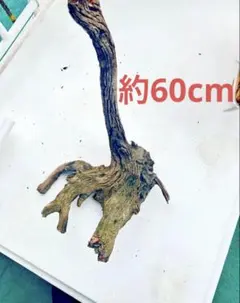 【約60cm】流木 アクアリウム用 爬虫類レイアウト素材