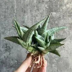 ☆S-23 稀少 サンスベリア rudaru ルダル 鉢ごとメルカリ発送 t*a様 S7848☆オークション販売☆サンスベリア New Hybrid BL