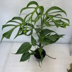 ♪モンステラ　パールマルクスフレーム♪6号鉢直径約18㎝鉢底から葉先まで約55㎝ ♪モンステラ パールマルクスフレーム♪6号鉢直径約18㎝ 鉢底から葉先