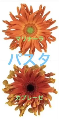 ガーベラ パスティーニ パスタ ペサロ ビットリア マリナーラ カプレーゼ 切花 ガーベラ パスティーニ パスタ ペサロ ビットリア マリナーラ