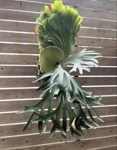 P.Ginka spore grown 胞子23のサムネイル