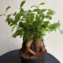 フィカス ガジュマル 観葉植物 鉢植え引き取り限定 1鉢価格 - メルカリ