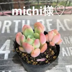 michi様 リクエスト 2点 まとめ商品