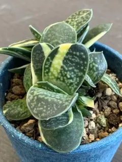 多肉植物　ガステリア　子宝錦