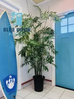 4【テーブルヤシ 約200cm】超大型観葉植物｜南国リゾート｜ 4【テーブルヤシ 約200cm】超大型観葉植物｜南国リゾート｜ - メルカリ
