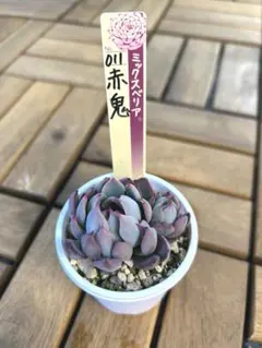 2026年最新】おらいさん苗 赤鬼の人気アイテム - メルカリ