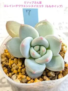 2026年最新】ミソップ苗の人気アイテム - メルカリ