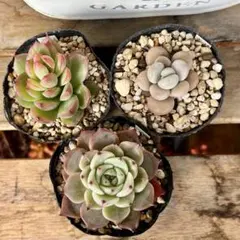 多肉植物 抜き苗 3種 ④
