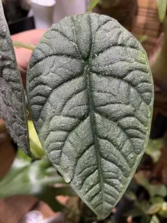 芋】 アロカシア メロ 斑入り - メルカリ