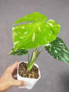 モンステラ タイコンステレーション 斑入り 美株 観葉植物 Cのサムネイル